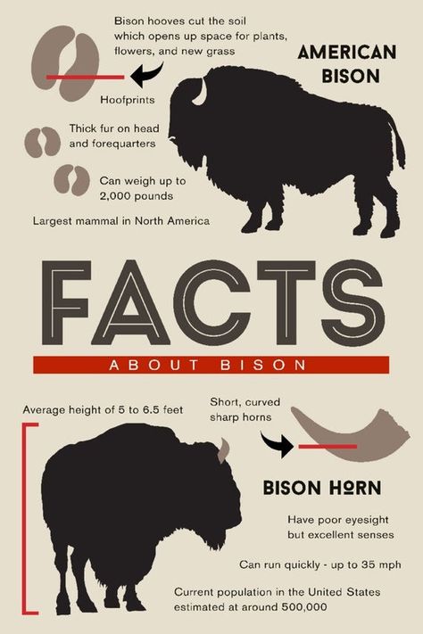 Facts About Bison (Art Prints, Wood & Metal Signs, Canvas, Tote Bag, Towel) American Indian Quotes, Bison Art, Free Canvas, Stock Art, Black Hills, Yellowstone National, Yellowstone National Park, Animal Kingdom, Facts About