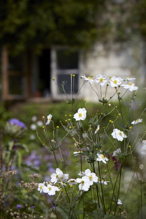 Gardening 101: Japanese Anemones - Gardenista Japanese Anemone, Gardening 101, Anemone Flower, Peonies Garden, Hybrid Tea Roses, Garden Landscape Design, Garden Borders, English Roses, Autumn Garden