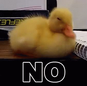 Nope GIF - Nope Duck NoWay - Discover & Share GIFs The Meta Picture, Random Objects, Baby Ducks, Images Gif, Cuteness Overload, Animal Gifs, Funny Cute, Animals And Pets, Animated Gif