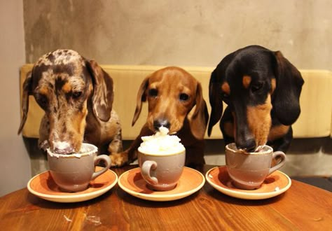 Tierischer Humor, Every Dog Breed, Dog Cafe, Miniature Dachshunds, Long Haired Dachshund, 카페 인테리어 디자인, Weenie Dogs, Dachshund Lovers, Dachshund Puppies