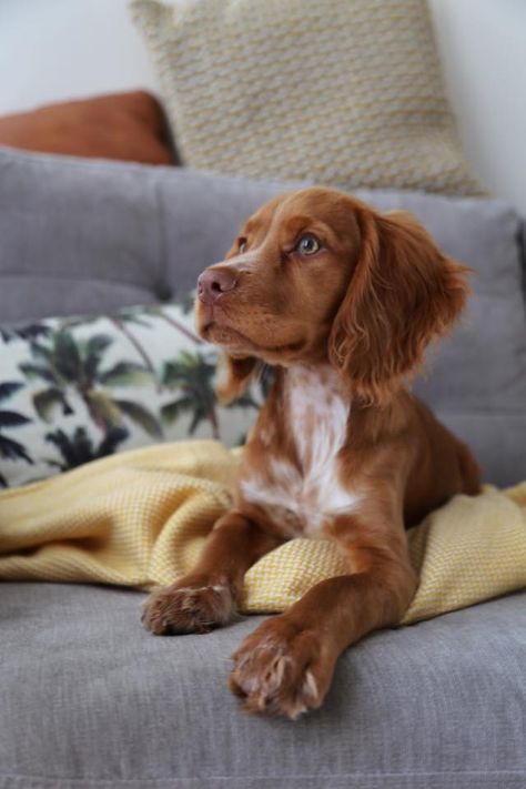 My top 5 cocker spaniel training tips you REALLY need to know. Plus my recommended products to buy before your little one comes home! British Cocker Spaniel, Red Working Cocker Spaniel, Field Cocker Spaniel, Red Cocker Spaniel Puppies, Golden Show Cocker Spaniel, Red English Cocker Spaniel, Cocker Spaniel Training, Sprocker Spaniel Puppy, Cocker Spaniel Working