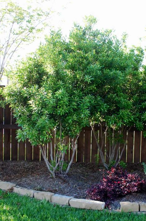 California Wax Myrtle, Backyard Revamp, Wax Myrtle, Landscaping Around Patio, Zone 9b, Landscaping Along Fence, Texas Landscaping, Lennar Homes, Conifers Garden