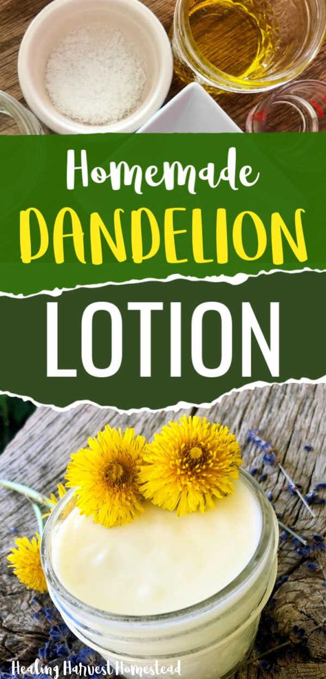 Here is a natural, homemade  DANDELION INFUSED body lotion recipe  you’re going to love!  This body cream can make a great gift for friends or for yourself. EXCELLENT for sensitive skin, acne-prone skin, healing dry skin, and bringing nutrients to your skin.  It’s also easy and fast to make!  #dandelion #benefits #recipe #skincare #dandelionlotion #handmade #lotion #bodycream #natural #howtomake #homemade #dandelion #healingharvesthomestead Dandelion Lotion, Body Lotion Recipe, Body Cream Recipe, Body Lotion Recipes, Homemade Lotion Recipe, Homemade Body Lotion, Dandelion Benefits, Dandelion Flowers, Ball Recipes