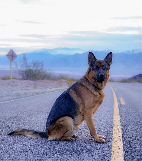 german shepherd dog price german shepherd for sale german shepherd puppy for sale german shepherd temperament malinois dog king shepherd german shepherd facts german shepherd blackgerman shepherd dog images free german shepherd dog price german shepherd picture gallery german shepherd images hd mgerman shepherd wallpaper 4k jarman dog photos shepherd dog photos german shepherd doubleunique german shepherd names female german shepherd names male german shepherd names and meanings German Shepherd Names Male, Dog Groomer Humor, German Shepherd Facts, German Shepherd For Sale, King Shepherd, German Shepherd Names, Designer Dogs Breeds, German Sheperd Dogs, Working Dogs Breeds