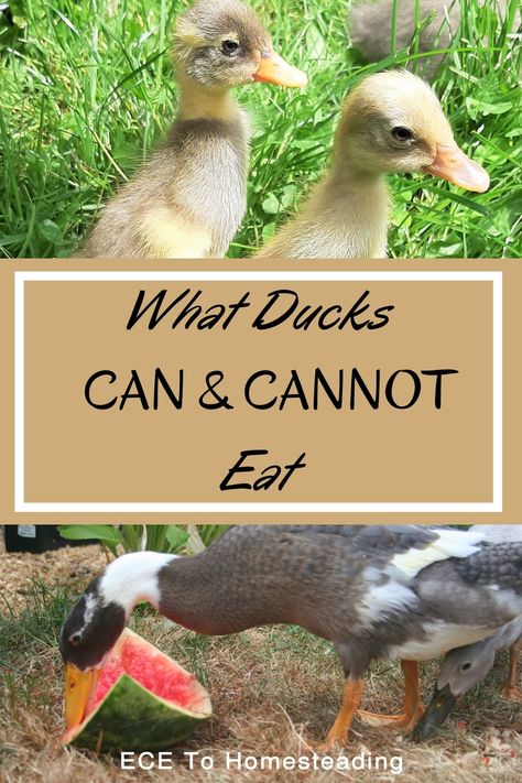 Pekin Ducks Raising, Plants For Duck Pen, Duck Pens Ideas, Duck Food List, Plants For Ducks, How To Care For Ducks, Food For Ducks, Runner Ducks Coop, Runner Ducks In Garden