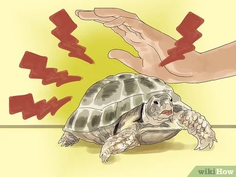 How to Care for a Tortoise (with Pictures) - wikiHow Tartaruga Habitat, Russian Tortoise Diet, Tortoise Food, Tortoise House, Tortoise Enclosure, Tortoise Care, Russian Tortoise, Tortoise Habitat, Baby Tortoise