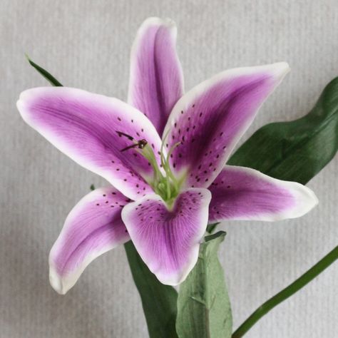 Purple Tiger Lily Flowers And Their Meanings, Asiatic Lily, Purple Tiger, Purple Lily, Lilly Flower, Online Flower Delivery, Lily Wedding, Stargazer Lily, Flower Meanings