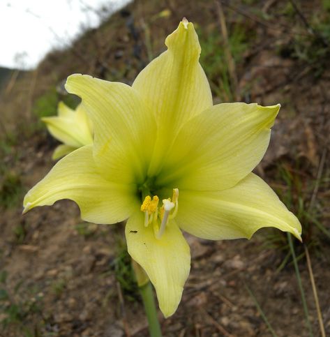 Hippeastrum viridiflorum (Raul Fernando Lara Rico) Hippeastrum viridiflorum has trumpet shaped flowers, pale yellowish green, blooms after burning, but with the first rains is in mountains savannas Yellowish Orange Aesthetic, Yellowish Green Aesthetic, Yellowish Background, Amaryllis Flowers, Missouri Botanical Garden, Yellowish Green, Aesthetic Light, Orange Aesthetic, Orange Wallpaper