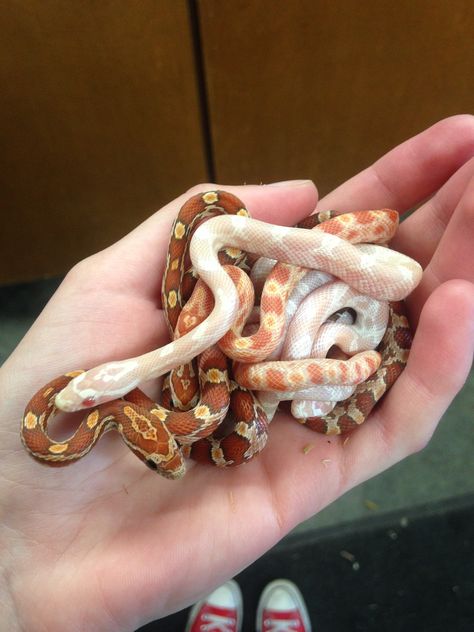 Small Snakes Pet, Dream Snake, Baby Barn Owl, Snake Cages, Corn Snakes, Snake Terrarium, Rare Albino Animals, Snake Turtle, Cool Snakes