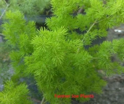 Ming Fern Plant, Ming Fern, Vegetative Reproduction, Ferns Care, Ferns Garden, Fern Plant, Drought Tolerant Plants, Colorful Leaves, Planting Seeds