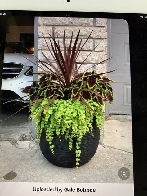 Coleus In Pots Front Porches, Bush In Planter, Faux Outdoor Flower Pots, Planter In Front Of Garage, Best Container Plants For Hot Full Sun, Front Porch Container Ideas, Tall Plants For Pots, Front Porch Flowers Pots & Planters, Coleus Planter Ideas