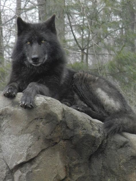 Black Wolf STOP KILLING WOLVES ! Black Dire Wolf, Large Black Wolf, Black Wolf Therian, Yukon Wolf, Wolf Packs, Large Wolf, Black Wolves, Mystical Wolf, Big Wolf