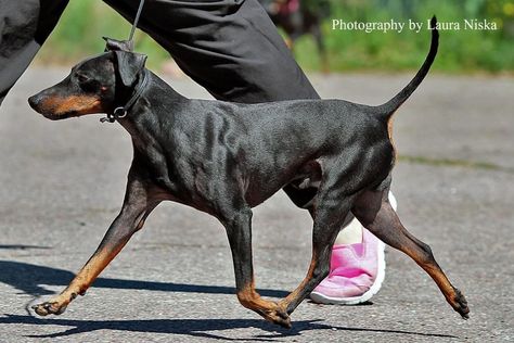 Manchester Terrier Working Terrier, Rip Dog, English Toy Terrier, American Bullies, Fit Dogs, Akc Breeds, Manchester Terrier, Dogs Stuff, Dog Anatomy