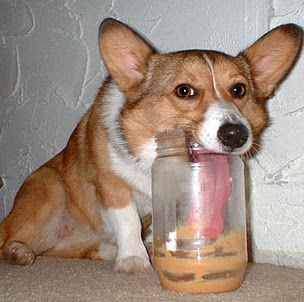 Corgey loving his PB Love My Dog, Funny Dog Pictures, Can Dogs Eat, Corgi Dog, Welsh Corgi, Funny Animal Pictures, On The Floor, 귀여운 동물, The Floor