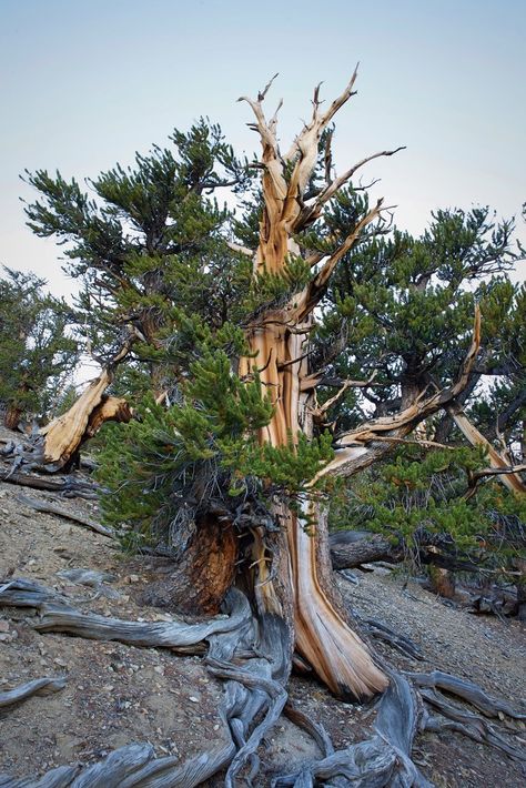 Maybe this grizzled specimen is Methuselah, the world’s oldest non-clonal tree? Lone Pine California, Bristlecone Pine Tree, Weird Trees, Bristlecone Pine, Lone Pine, Nevada Travel, California History, Old Tree, White Mountains