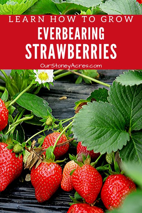 Everbearing Strawberries, Gardening Backyard, Strawberry Garden, Fall Vegetables, Backyard Vegetable Gardens, Organic Vegetable Garden, Growing Strawberries, Strawberry Plants, Square Foot Gardening