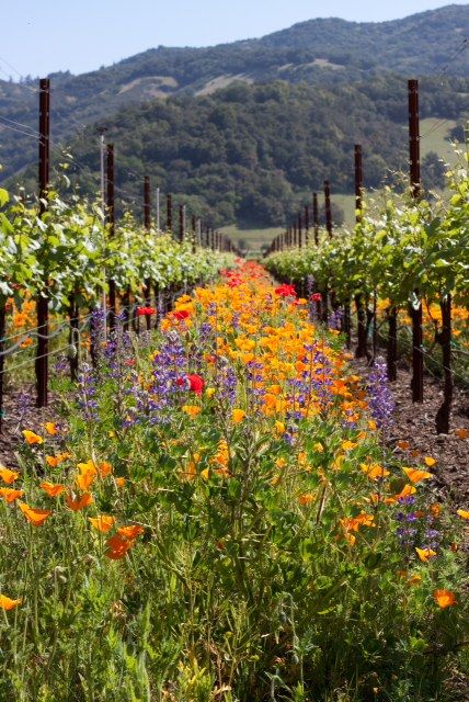 Sonoma County Home Vineyard, Vineyard Backyard, Vineyard Architecture, Vineyard California, Vineyard Aesthetic, Backyard Vineyard, Sonoma Vineyards, Vineyard Landscape, Wine Garden