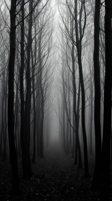 Photography of autumn forest monochrome outdoors woodland. | premium image by rawpixel.com / Aew Monochrome Forest, Horror Forest, Creepy Woods, Black And White Forest, Spooky Woods, Gray Forest, Spooky Forest, Bw Art, Monochrome Background