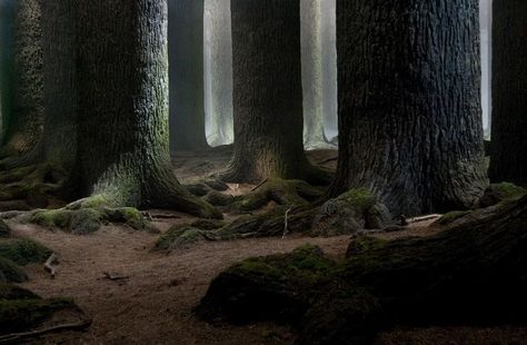 The Black Lake Harry Potter, Forbidden Forest Aesthetic, Harry Potter Forest, Forbidden Forest Harry Potter, Hogwarts Grounds, Harry Potter Forbidden Forest, Narrow Path, Forbidden Forest, Forest Aesthetic