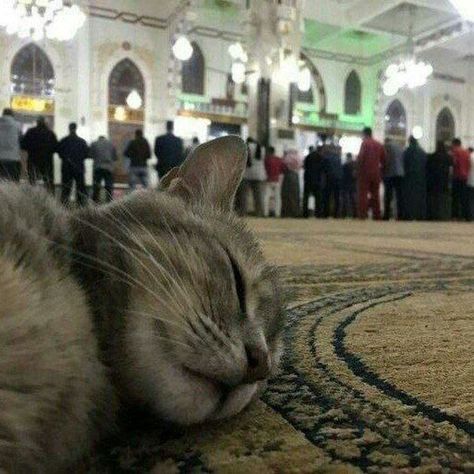 Cat in mosque Cat In Mosque, Muslim Images, Muslim Style, Cute Animals Images, Cat Aesthetic, Having A Bad Day, Makkah, Kitty Cat, Black Wallpaper