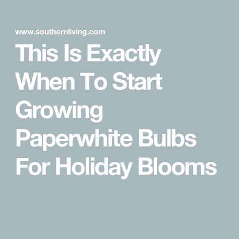 This Is Exactly When To Start Growing Paperwhite Bulbs For Holiday Blooms How To Grow Paperwhites Indoors, Paperwhite Flowers, Growing Bulbs, Last Holiday, Holiday Centerpieces, Pretty Packaging, Garden Shop, Planning Ahead, Easy Gifts