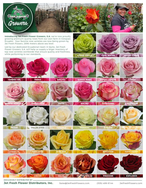 Wedding Flower Types, Rose Color Meanings, Flower Chart, Lifestyle Images, Different Types Of Flowers, Rose Varieties, Flower Guide, Types Of Roses, Growing Roses