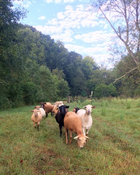 Sheep Pasture Ideas, Sheep Quotes, Sheep Quote, Sheep Pasture, Katahdin Sheep, Raising Livestock, Sheep Drawing, Manifest Board, Family Homestead