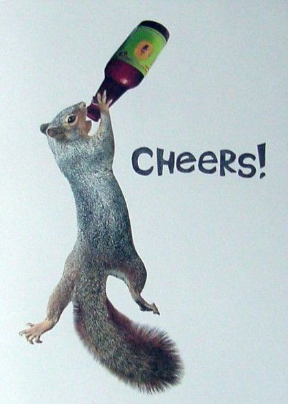 Squirrel Puns, Happy Birthday Squirrel, Birthday Squirrel, Squirrel Humor, Funny Squirrel Pictures, Random Animals, Secret Squirrel, Steampunk Animals, Squirrel Pictures