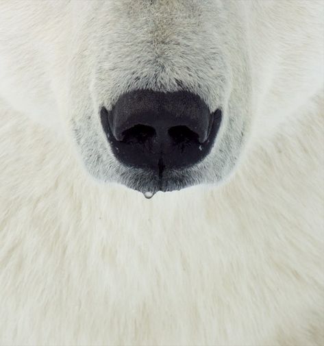 Bear Nose, Rare Albino Animals, Water Tribe, Nose Drawing, Bear Character, Bear Art, Bear Cubs, Polar Bears