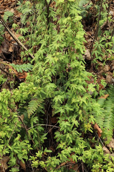 Lygodium palmatum, and Polystichum acrostichoides, Graham … | Flickr Polystichum Acrostichoides, North Carolina, Photography, Nature