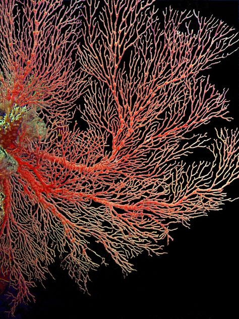 Sea Fan is a species of "soft coral" found in many parts of the world. (Ingvars Birznieks / Shutterstock) Coral Types, Sea Fan Coral, Creature Marine, Fan Coral, Cnidaria, Fauna Marina, Sea Fan, Sea Plants, Soft Coral