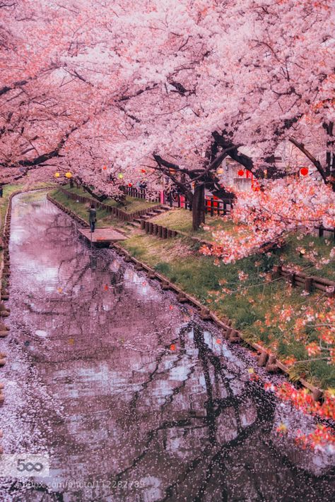 Cherry Blossom Japan, Sakura Tree, Pink World, Aesthetic Japan, Tree Wallpaper, Beautiful Nature Wallpaper, In Full Bloom, Alam Yang Indah, Pretty Places