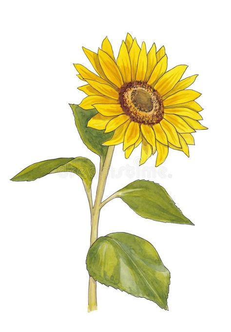 Watercolor Sunflower Stock ... Yellow Drawing, Sunflower Background, Sunflower Head, Sunflower Drawing, Orange Sunflowers, Sunflower Pictures, Garden Illustration, Sunflower Garden, Drawing Watercolor