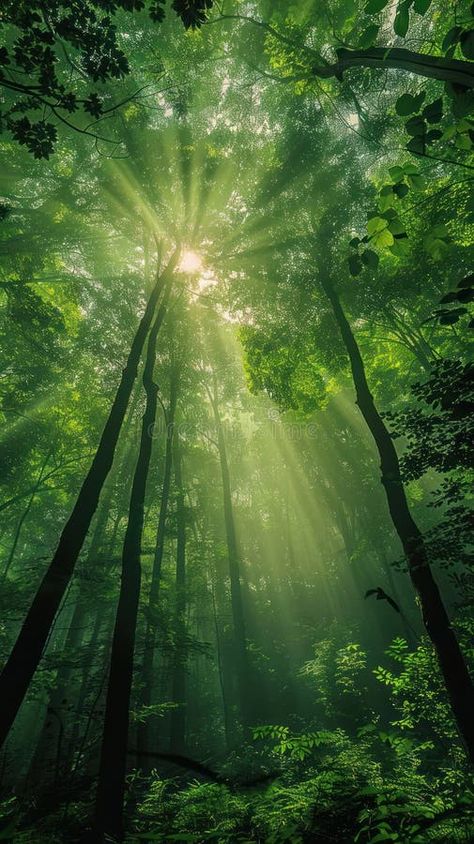 Sunbeams pierce through dense foliage in a lush green forest stock images Fantasy Forest Photography, Lush Forest Aesthetic, Dense Forest Aesthetic, Forest Energy, Shiva Trilogy, Forest Green Aesthetic, Calm Forest, Lush Aesthetic, Forest Portrait