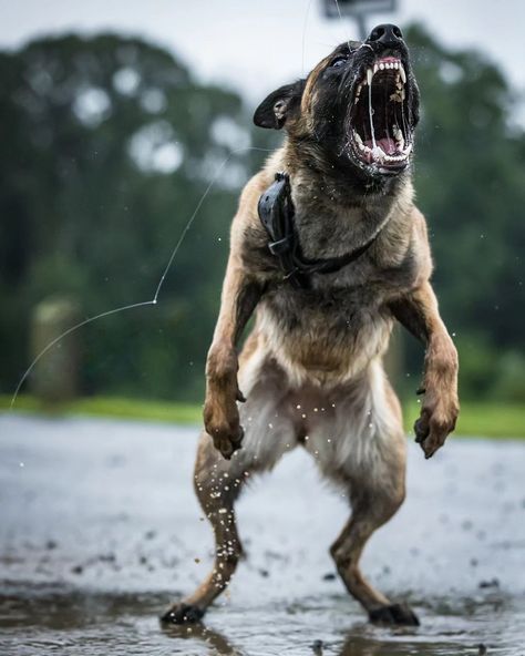 Wolf Poses, Kangal Dog, Camping With Cats, Belgian Malinois Dog, Angry Dog, Malinois Dog, Dangerous Dogs, Working Dog