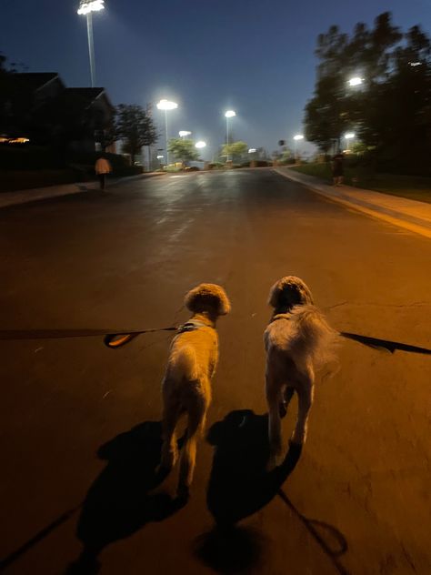 Dog Running Aesthetic, Dog Walks Aesthetic, Walk With Dog Aesthetic, Running With Dog Aesthetic, Running Night, Night Dog Walking, Night Dog, Evening Routines, Dog Walks