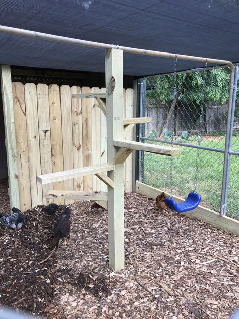 Diy Chicken Roosting Ideas, Roosting Ladder For Chickens, Hen Run Ideas, Chicken Run Roosting Bars, Chicken Tree Perch, Roosting Bar Ideas, Diy Chicken Roost Ideas, Diy Roosting Bars For Chickens, Chicken Run Playground