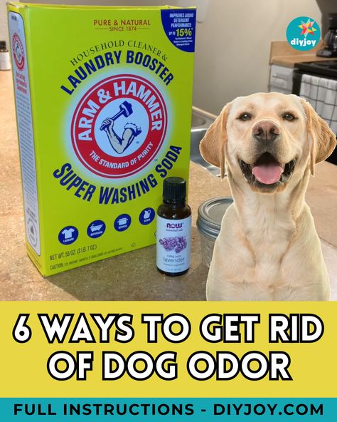 Does your house smell like a dog? Keep your home fresh, clean, and free from dog odor with these clever tips! Deodorize House Pet Odors, Removing Dog Smell From House, How To Make Your House Not Smell Like Dog, How To Remove Dog Smell From House, Best Dog Shampoo For Odor, Remove Pet Odor From Home, How To Get Rid Of Dog Smell In House, Dog Smell Out Of House, House Smells Like Dog