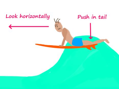 Where do beginners look at the takeoff?Many beginn […] Surfing Beginner, Ho Tips, Surfing Workout, Surfing Tips, 2020 Olympics, Surf School, School Things, Tokyo 2020, How To Start Running