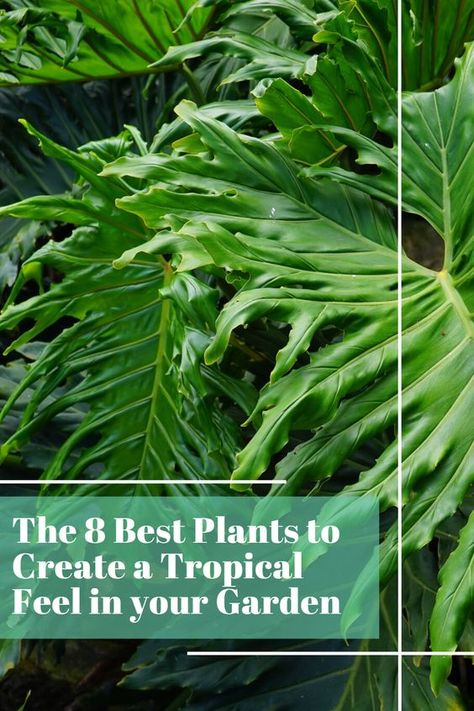 Easy Tropical Garden, Tropical Plants Backyard, Easy Tropical Landscape Ideas, Small Tropical Courtyard Garden Ideas, Tropical Queensland Garden, Best Tropical Plants For Full Sun, Tropical Plants Around Pool Landscaping, Sun Tropical Garden, Tropical Garden Plants Full Sun