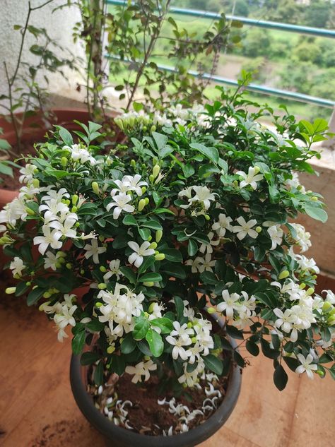 Flower Planting Guide, Flower Garden Images, Lawn Alternatives, Gardens Of Babylon, Jasmine Plant, Container Garden Design, Plant Care Houseplant, Back Garden Design, Indoor Vegetable Gardening