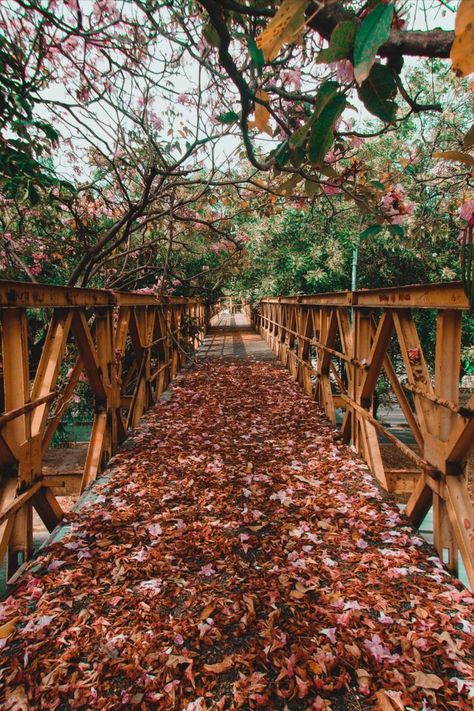 Fall Asthetic Photos, Autumn Vibes Aesthetic, Halloween Mood Board, He Sees Me, Seasons Aesthetic, Gilmore Girls Fall, Fall Autumn Aesthetic, Romantic Autumn, Fall Aesthetics