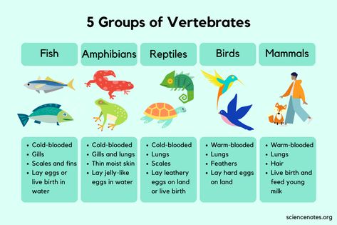 5 Groups of Vertebrates - Characteristics and Examples Vertebrates Animals Pictures, Vertebrates And Invertebrates Worksheets, Vertebrates Animals, Biology Tricks, Types Of Vertebrates, Resturant Menu, Phonics Reading Passages, Learn Biology, Vertebrates And Invertebrates