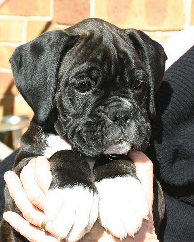 Dark Brindle Male, 8 weeks old - if only they never pooed or barked or teethed, and we had a great aunt who wanted to baby sit him every holiday - yeah, and if he had low energy. Then maybe this bad boy would be under our Christmas tree this year. Brindle Boxer, Boxer And Baby, Cute Boxers, Bulldog Francese, Cesar Millan, Boxer (dog), Boxer Puppy, Boxer Love, Boxer Puppies