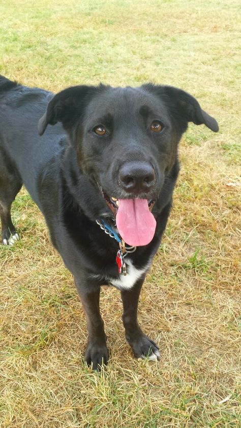 Wesson my cutie pie Borador (border collie lab mix) Labrador Border Collie Mix Dogs, Black Lab Border Collie Mix Dog, Borador Dogs, Border Collie Mix Dogs, Collie Mix Dogs, Border Collie Lab Mix, Border Collie Mix, Collie Mix, Us Border