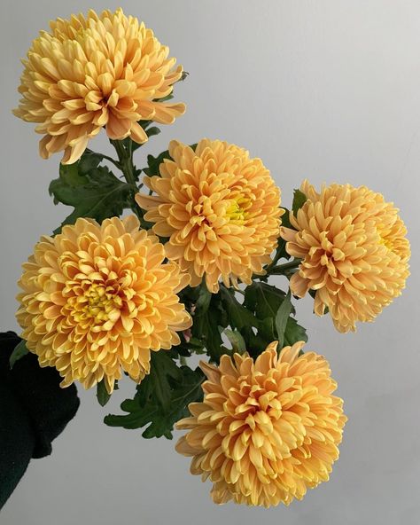 Potomac Floral Wholesale on Instagram: “Ugh just can not stop loving on cremons. Huge heads, cost-effective, and way better longevity than dahlias… no shade. Also I’m really…” Chrysanthemum Bouquet, Botanical Inspiration, Flower Catalog, Yellow Chrysanthemum, Floral Composition, Nothing But Flowers, Flower Names, Flower Therapy, Dahlia Flower