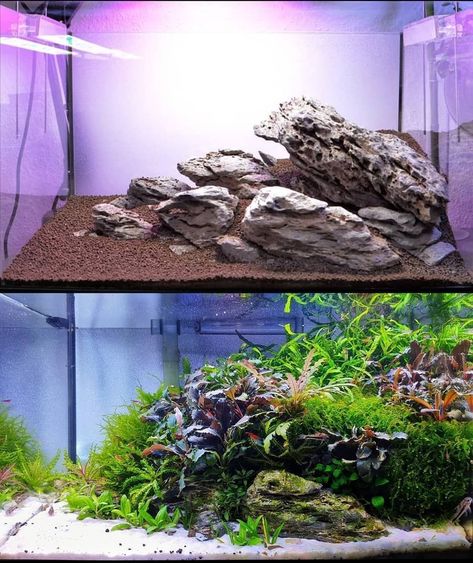 Glow Fish, Aquarium Set, Fish Tank Terrarium, Amazing Aquariums, Cool Fish Tanks, Aquascape Design, Betta Aquarium, Tropical Fish Tanks, Aquatic Garden