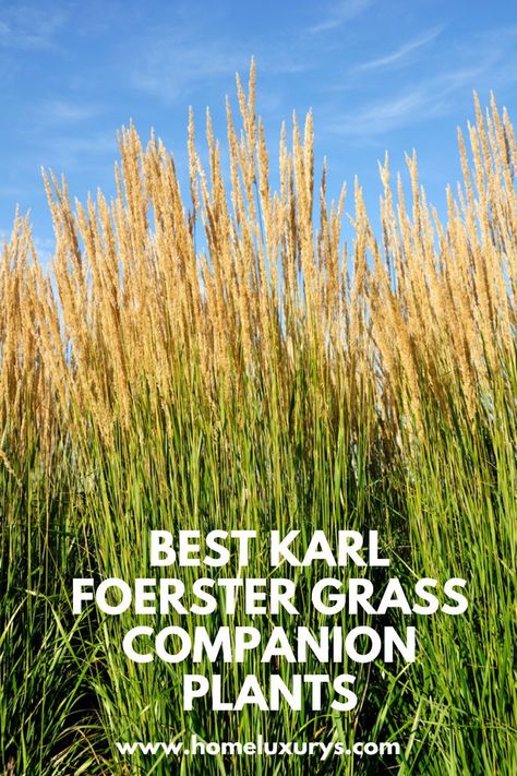 Best Karl Foerster grass companion plants: What to Grow & What to Avoid Plant this attractive grass alongside crape myrtle, legumes, ryegrass or Echinacea. Tall Grass Landscaping, Karl Forester, Calamagrostis Karl Foerster, Ornamental Grass Landscape, Tall Ornamental Grasses, Backyard Trees, Companion Plants, Grasses Landscaping, Crape Myrtle