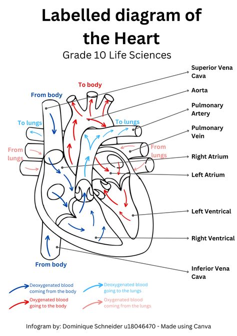 Grade 10 Life Sciences - Labelled diagram of the heart ! #heart #anatomy #lifesciences #biology #science #diagram #grade10 Diagram Of The Heart, Science Diagram, Medical Terminology Study, Biology Diagrams, Heart Diagram, Studera Motivation, Medical Words, Kesehatan Gigi, Nursing School Essential