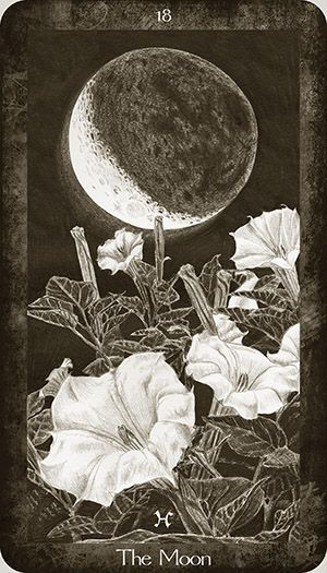 Moon Tarot Card, The Moon Tarot Card, Velvet Sky, The Moon Tarot, Moon Witch, Moon Garden, Tarot Card Meanings, Tarot Card Decks, Moon Flower